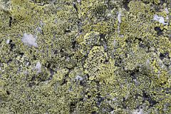 39 Lichen Covered Rock On Yukness Ledges Trail Near Lake O-Hara